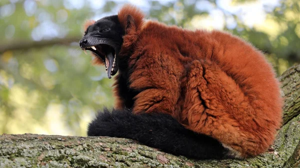 Röd Avblockerade Lemur Sitter Logg — Stockfoto