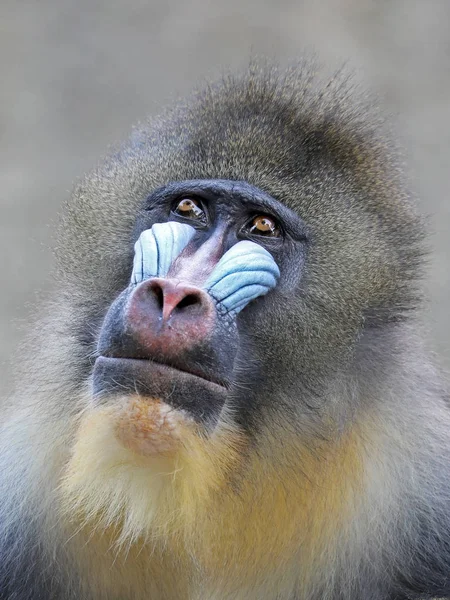 Close Foto Macaco Selvagem Mandrill Natureza — Fotografia de Stock