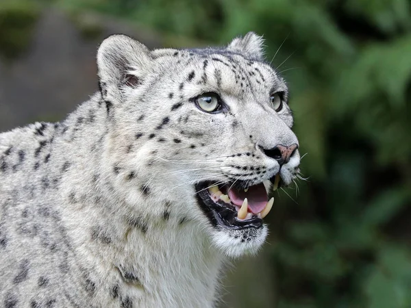 Voksen Snow Leopard Close - Stock-foto