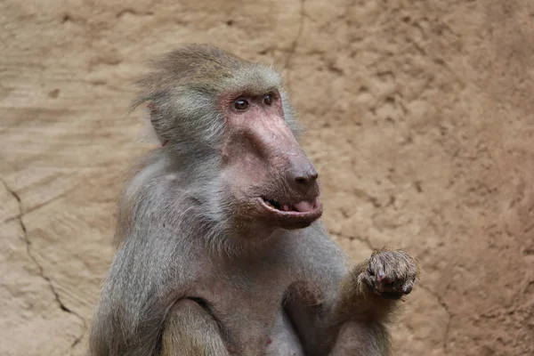 Macaco selvagem na natureza — Fotografia de Stock
