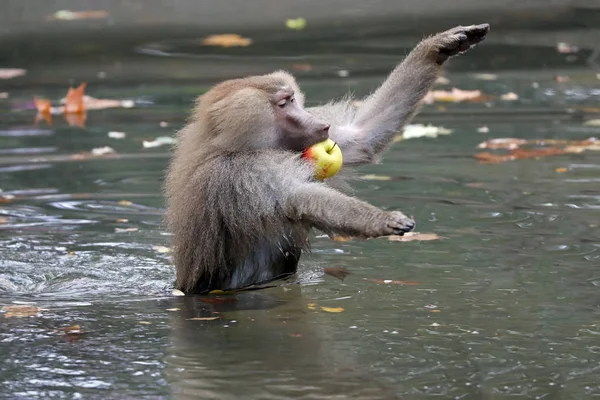 Mono salvaje en la naturaleza — Foto de Stock