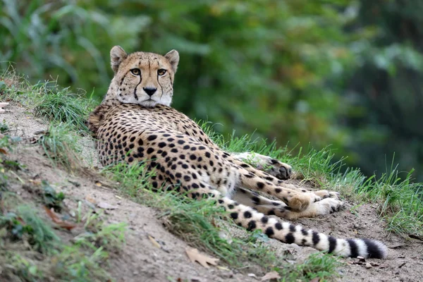Yetişkin Vahşi Cheetah Yakın — Stok fotoğraf