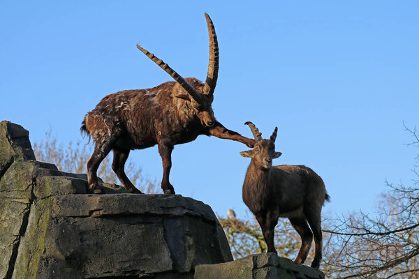 Alpine ibex goats with blue sky background