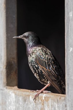 Ortak sığırcık kuşu