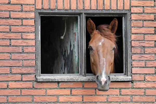 Retrato Animal Cavalo Bonito — Fotografia de Stock