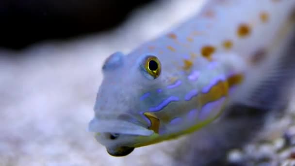 Красива Риба Солоної Води Блакитній Воді — стокове відео