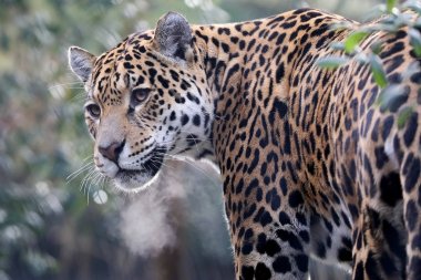 Jaguar hayvan arka plan üzerinde kapat