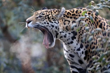 Jaguar hayvan arka plan üzerinde kapat