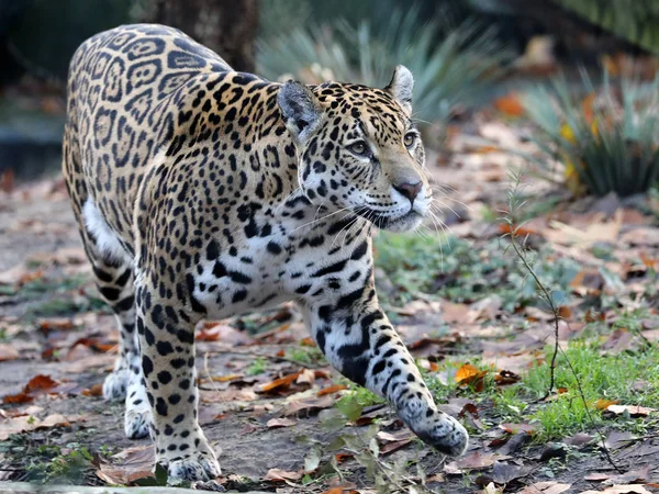 Jaguar Animale Vicino Sfondo — Foto Stock