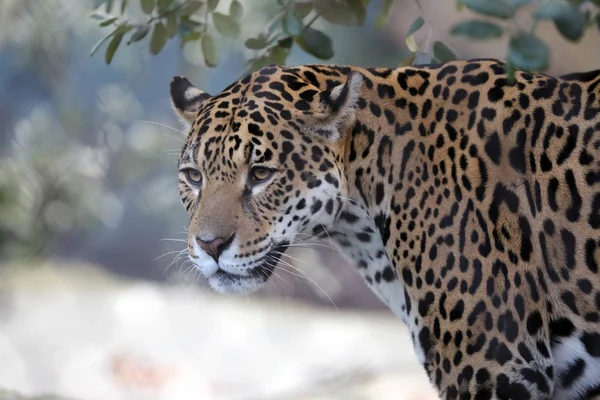Jaguar Hayvan Arka Plan Üzerinde Kapat — Stok fotoğraf