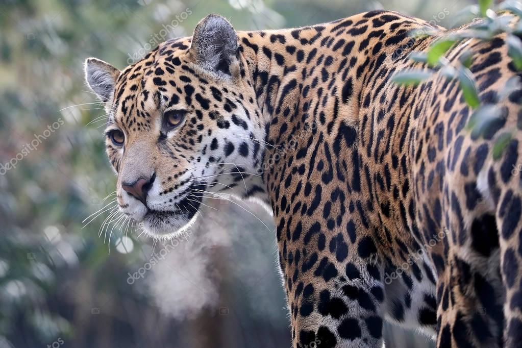 jaguar dier close achtergrond — stockfoto © ebfoto #179729852