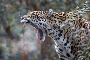Jaguar hayvan arka plan üzerinde kapat