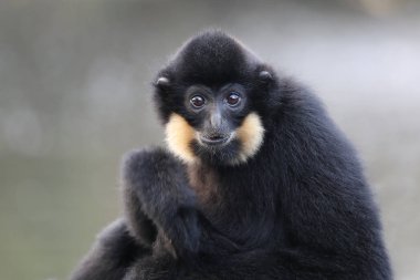 yellow cheeked gibbon  close up on background clipart