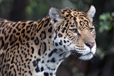 Jaguar arka plan üzerinde kapat