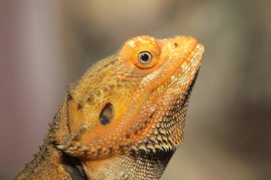 Arka plan üzerinde merkezi sakallı Ejder