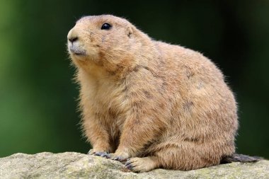 Arka plan Çayır köpeği'ni yakın çekim