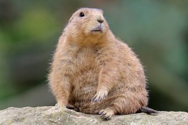 Arka plan Çayır köpeği'ni yakın çekim