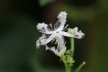 Yılan kabak çiçeği arka plan üzerinde