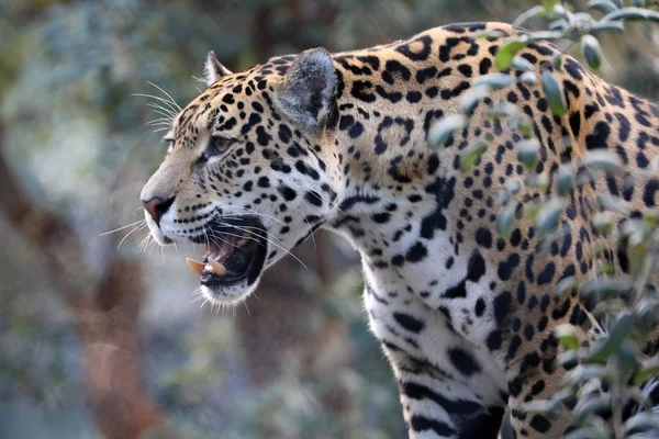 Jaguar Animale Vicino Sfondo — Foto Stock