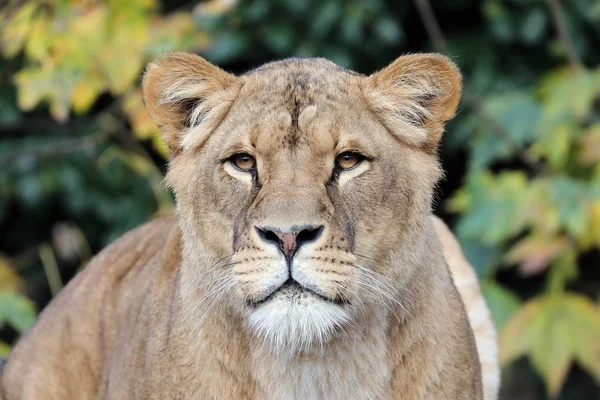 Löwin Tier Aus Nächster Nähe Auf Hintergrund — Stockfoto