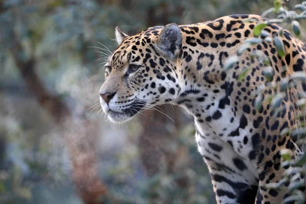 Jaguar Gros Plan Sur Fond — Photo