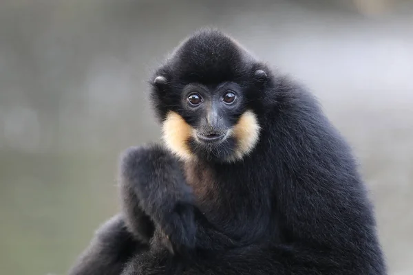 Sárga Arcú Gibbon Közelről Háttér — Stock Fotó
