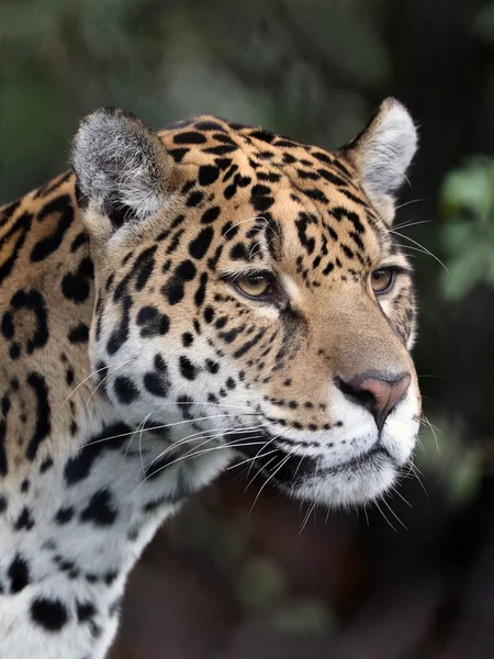 ジャガー動物 を背景にクローズ アップ — ストック写真