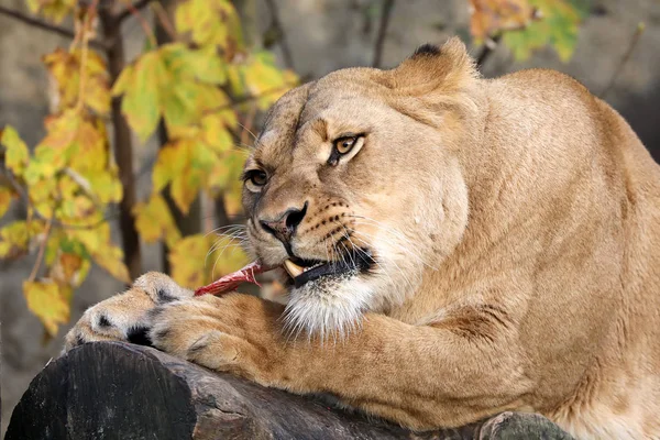Lioness Hewan Menutup Latar Belakang — Stok Foto