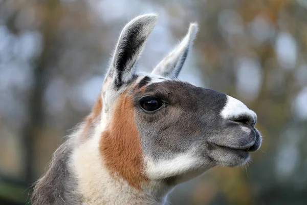 Lama Närbild Porträtt Bakgrunden — Stockfoto