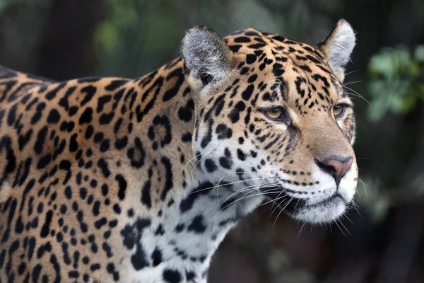 Jaguar Gros Plan Sur Fond — Photo