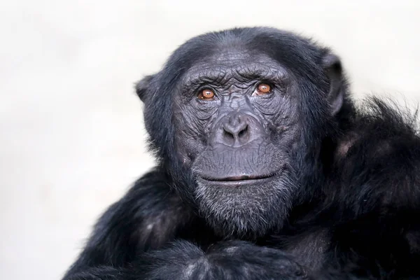 チンパンジー動物を背景にクローズ アップ — ストック写真