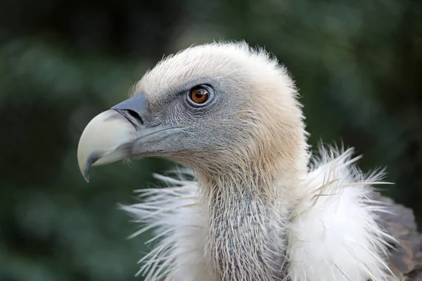 Griffon Vulture Bird Background — Stock Photo, Image