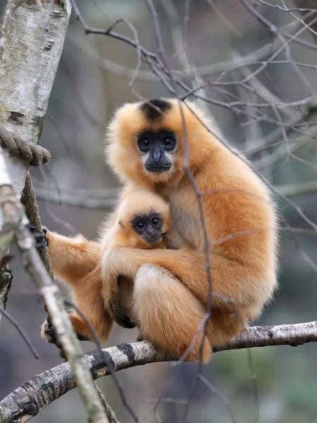 Gula Knubbiga Gibbon Bakgrund — Stockfoto