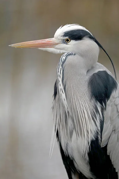 Blue Heron Portrait Background — Stock Photo, Image