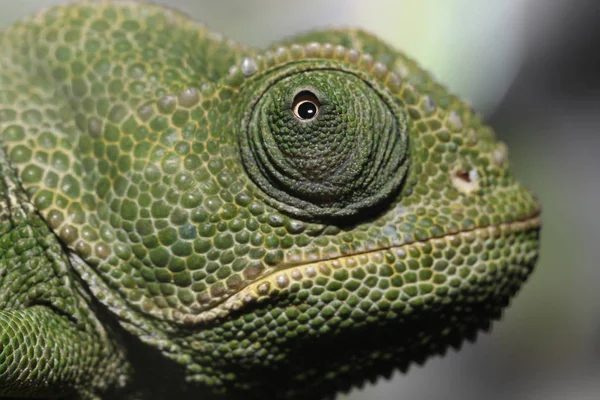 Chameleon Тварина Крупним Планом Фоні — стокове фото