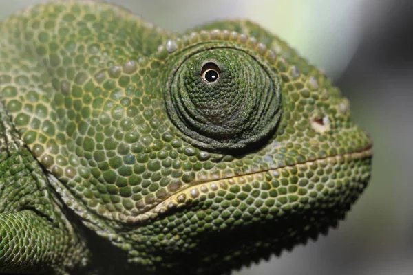 Caméléon Animal Gros Plan Sur Fond — Photo