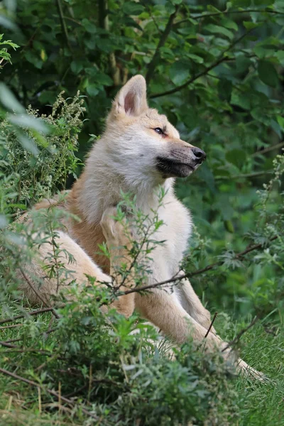 Hudson Bay Wolf Segundo Plano — Fotografia de Stock