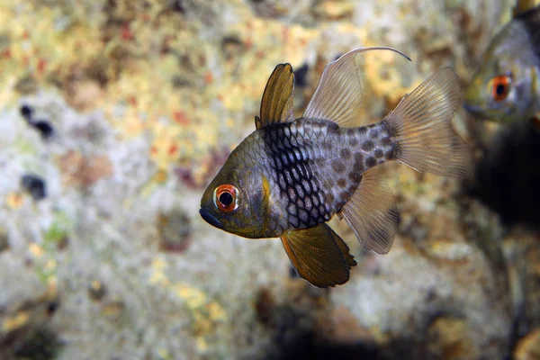 Beautiful Salt Water Fish Background — Stock Photo, Image