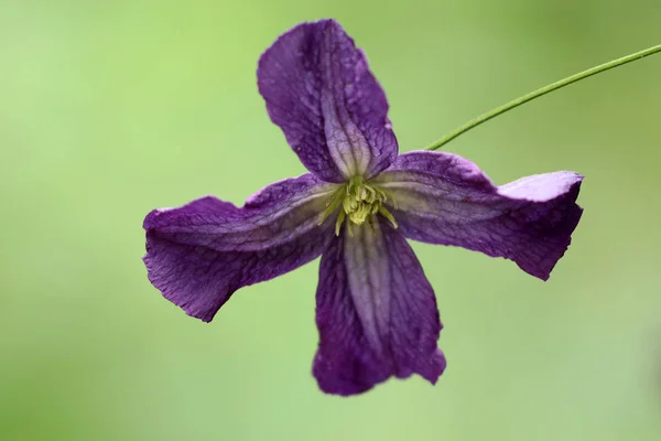 Fleur Violette Gros Plan Sur Fond — Photo