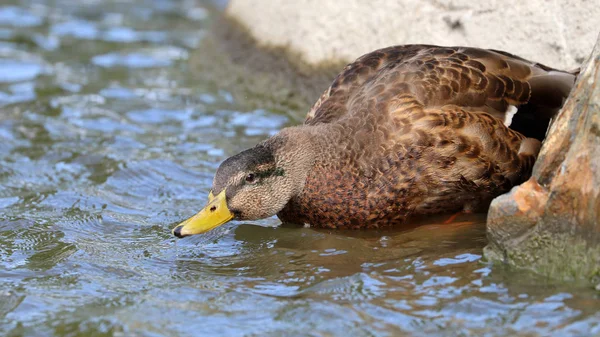 Arka Plan Üzerinde Suda Erkek Ördek — Stok fotoğraf