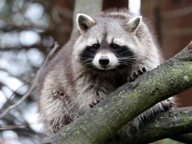 Rakun hayvan arka plan ağaç üzerinde