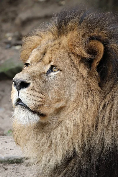 Portrait Lion Mâle Sur Fond — Photo