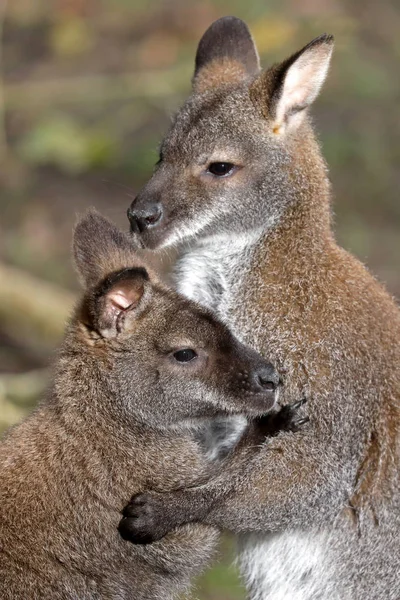 Paarung Der Bennet Wallabies Hintergrund — Stockfoto