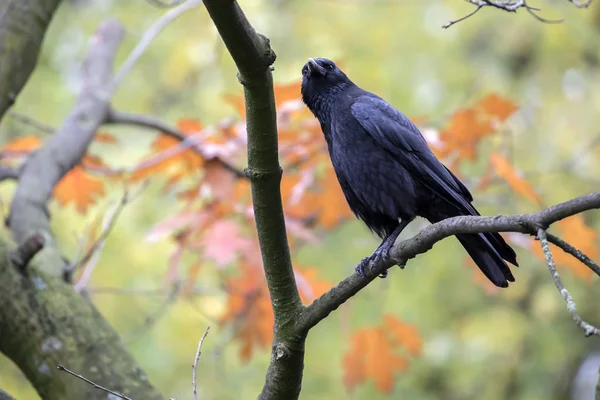背景树上的乌鸦鸟 — 图库照片