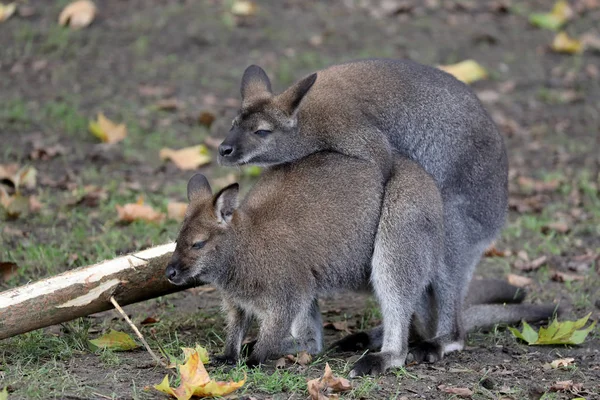 Mating Bennet Wallabies Background — Stock Photo, Image
