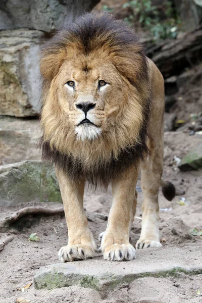 Retrato León Masculino Sobre Fondo — Foto de Stock