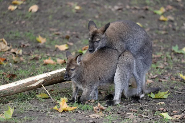 Mating Bennet Wallabies Background — Stock Photo, Image