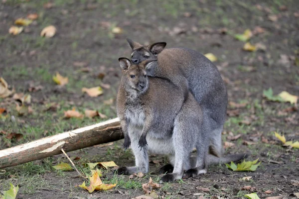 Mating Bennet Wallabies Background — Stock Photo, Image