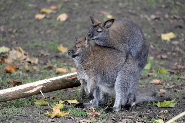 Mating Bennet Wallabies Background — Stock Photo, Image