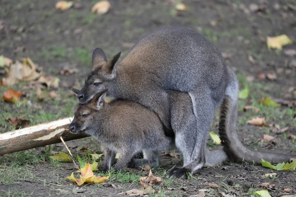 Mating Bennet Wallabies Background — Stock Photo, Image